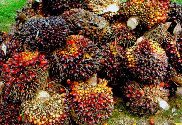 Mendadak Turun Rp 1000 Harga TBS di Riau